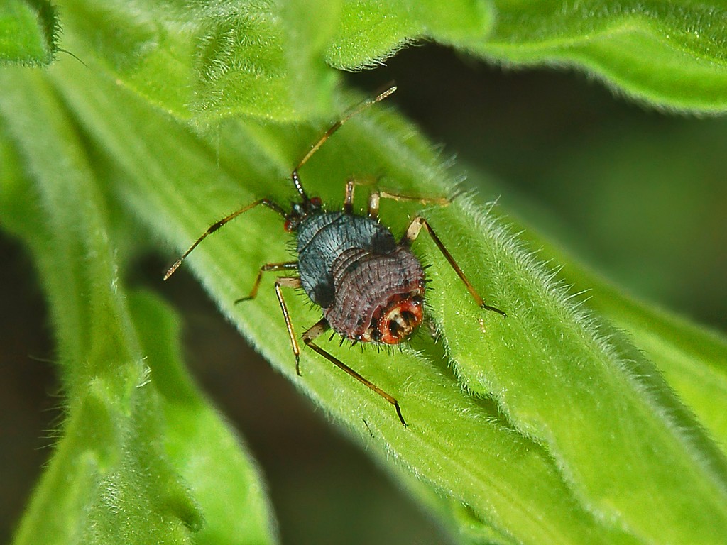 Un brutto anatroccolo: ninfa di un Deraeocoris sp.